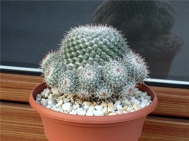 Mammillaria geminispina ssp leucocentra